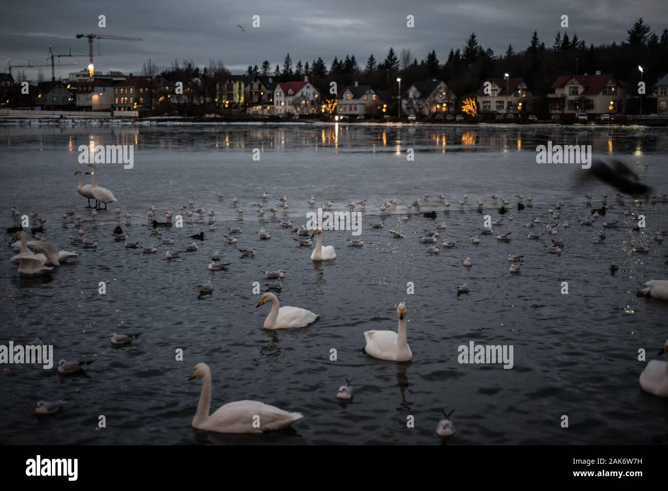 Reykjavik Teich im Winter, Island, Januar 2020 Stockfoto