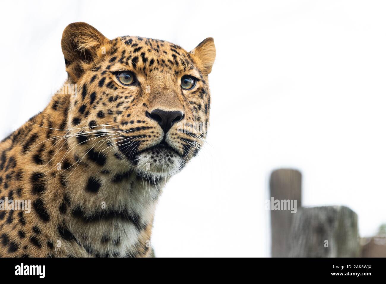 Porträt eines Leopard (Panthera pardus ssp. orientalis) an einem bewölkten Tag im Winter in einem Zoo Stockfoto
