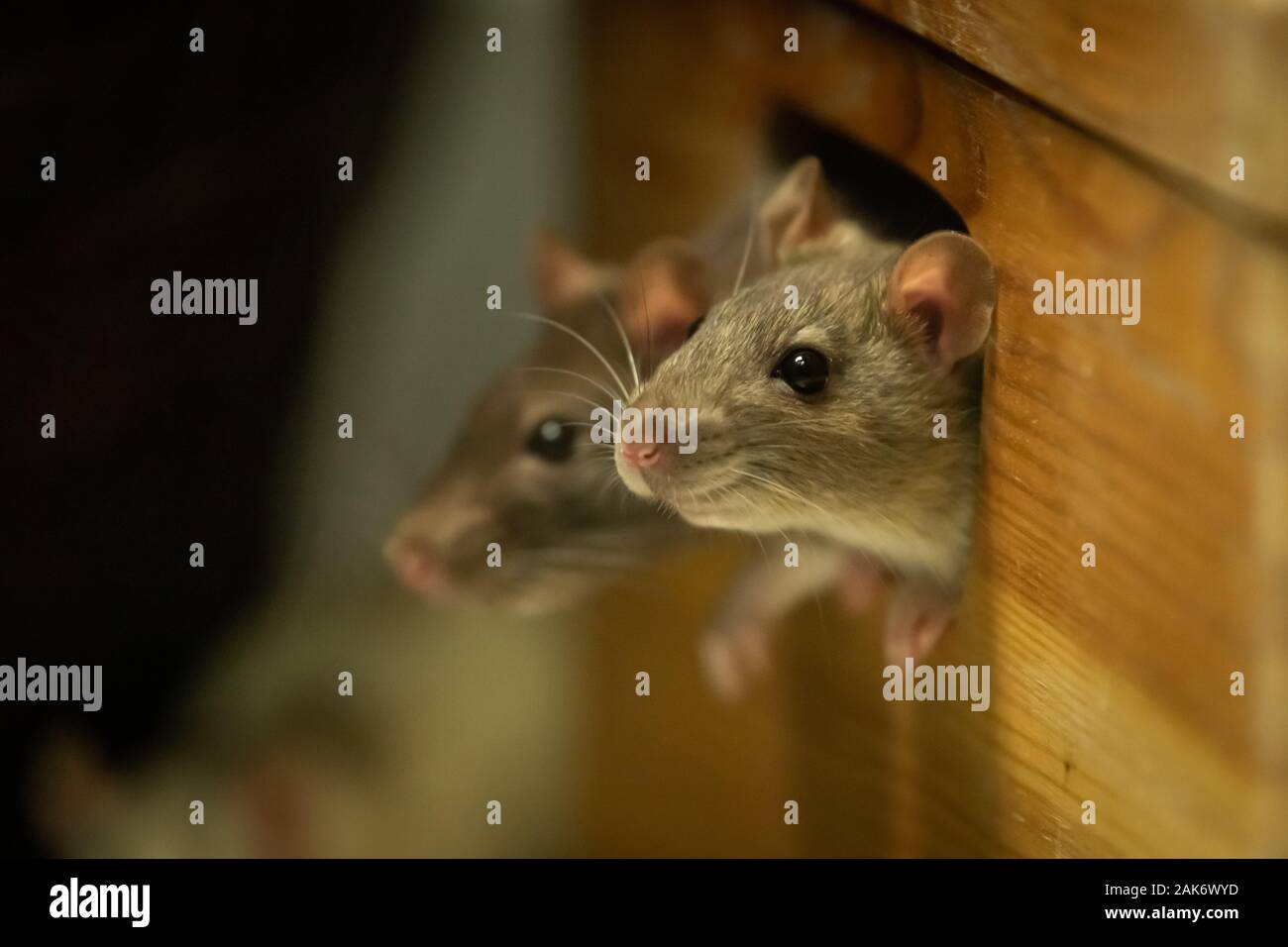Zwei süße Ratten aus einem hölzernen Kasten Stockfoto