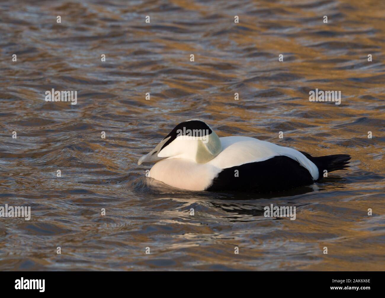 Gemeinsame Eiderente Somateria mollissima, Einzigen, männlichen Erwachsenen schwimmen. Slimbridge WWT, Gloucestershire, UK. Stockfoto
