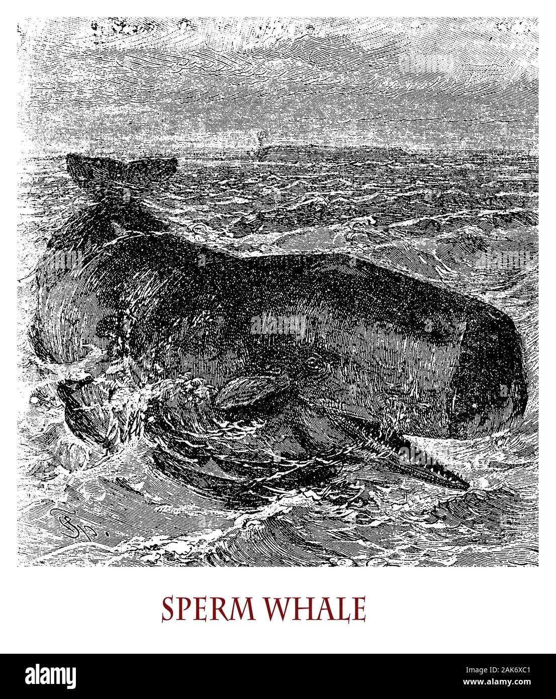 Pottwal Physeter macrocephalus oder Marine Mammal ist die größte der Zahnwale und geschützten Arten, kann es bis zu 20 Meter messen. Stockfoto