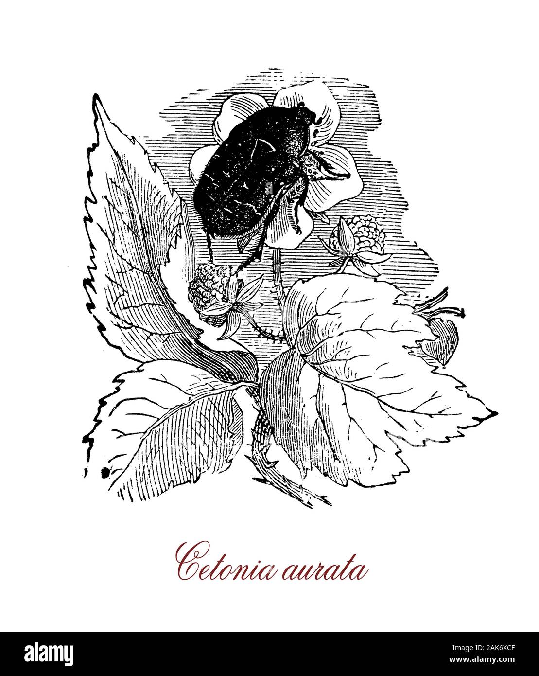 Cetonia aurata oder rose Käfer ist ein Käfer von metallischen grüne Farbe durch Reflexion von zirkular polarisiertem Licht erstellt wird, ist eine schnelle Flyer und ernährt sich von Pollen, Nektar, und Blumen, vor allem Rosen Stockfoto