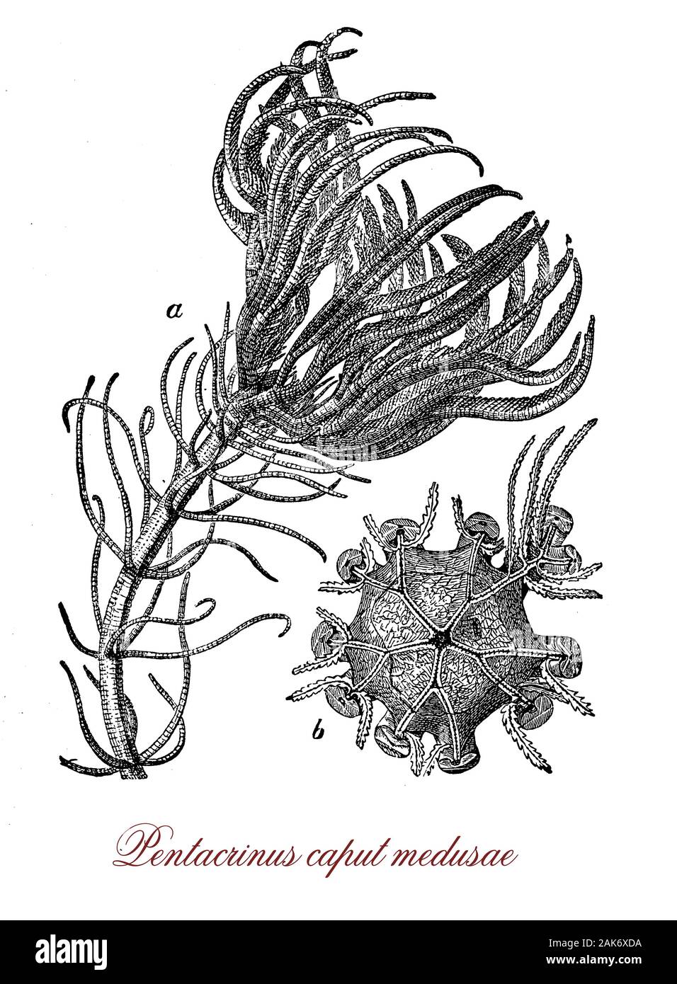 Pentacrinus Caput Medusae ist eine atlantische Starfish meist auf marine Felsen durch einen root befestigt Stockfoto