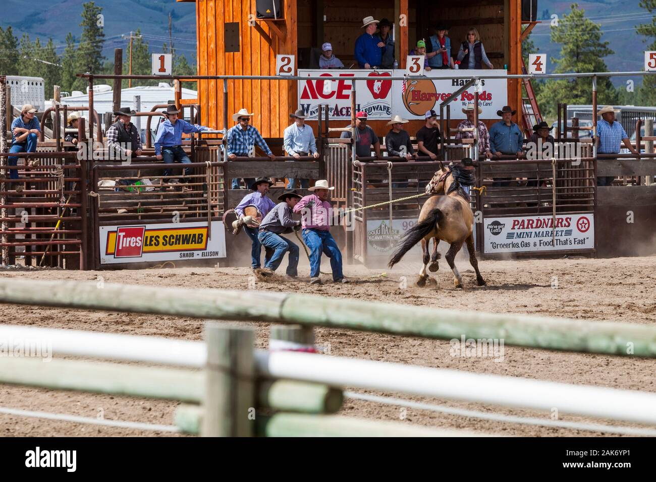 Drei Männer, die versuchen, ein Pferd zu satteln und das Pferd aus der Arena an der Twisp Twisp Rodeo, Washington, USA. Stockfoto
