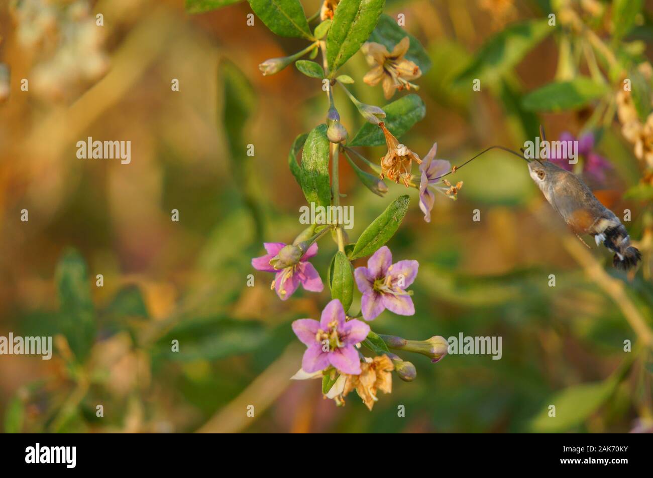 Fotos von wunderschöne Schmetterlinge in der Natur. Stockfoto