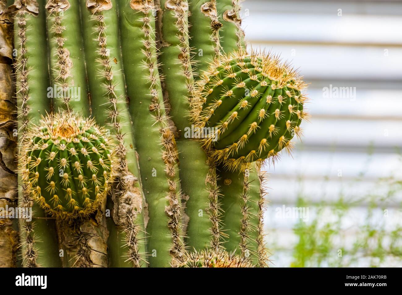 Nahaufnahme eines grossen Kaktus aus verzweigen, Wachstum eines Kaktus  Baum, tropische Natur Hintergrund Stockfotografie - Alamy