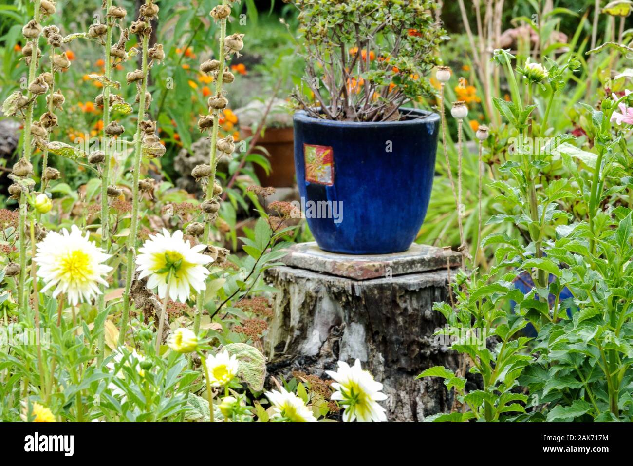 Blauer Keramiktopf im bewachsenen Kleingarten, Gartenblumen im Spätsommer, Container Stockfoto