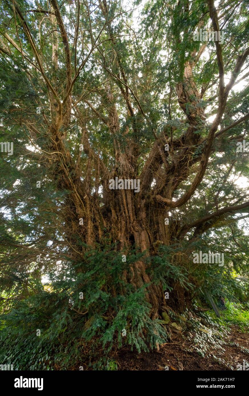 2.700 Jahre alte Eibe auf dem Friedhof der All Saints' in Norbury, Shropshire, Großbritannien. Stockfoto