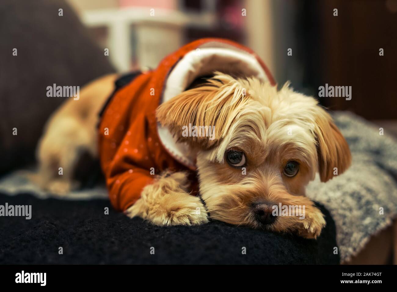 Eine kleine Baiser Hund in einem roten Pullover Blick in die Linse auf der Couch liegen. Stockfoto