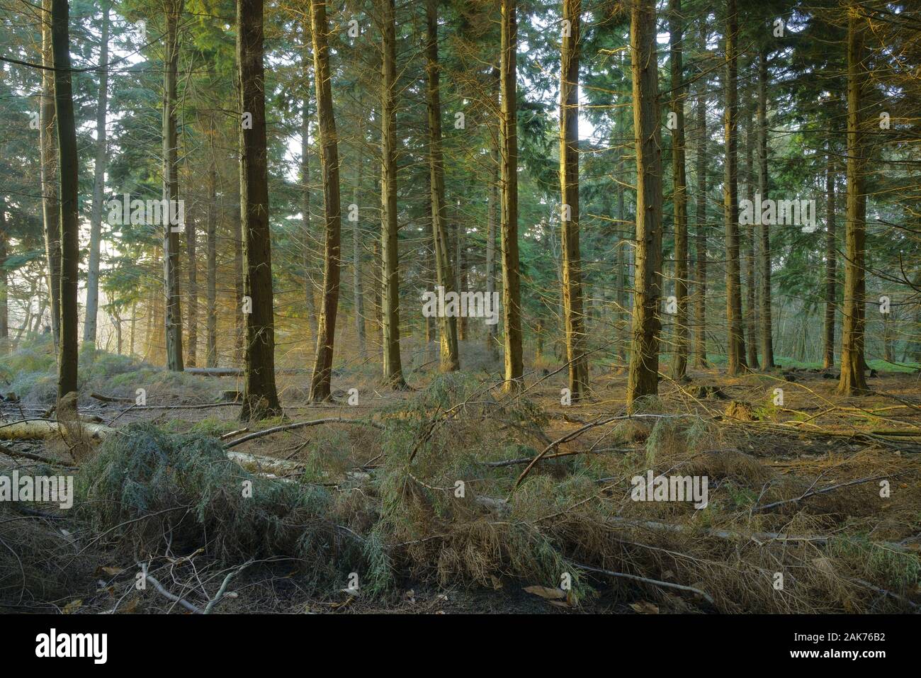 Western Hemlock Bäume an der Goldenen Stunde. Stockfoto