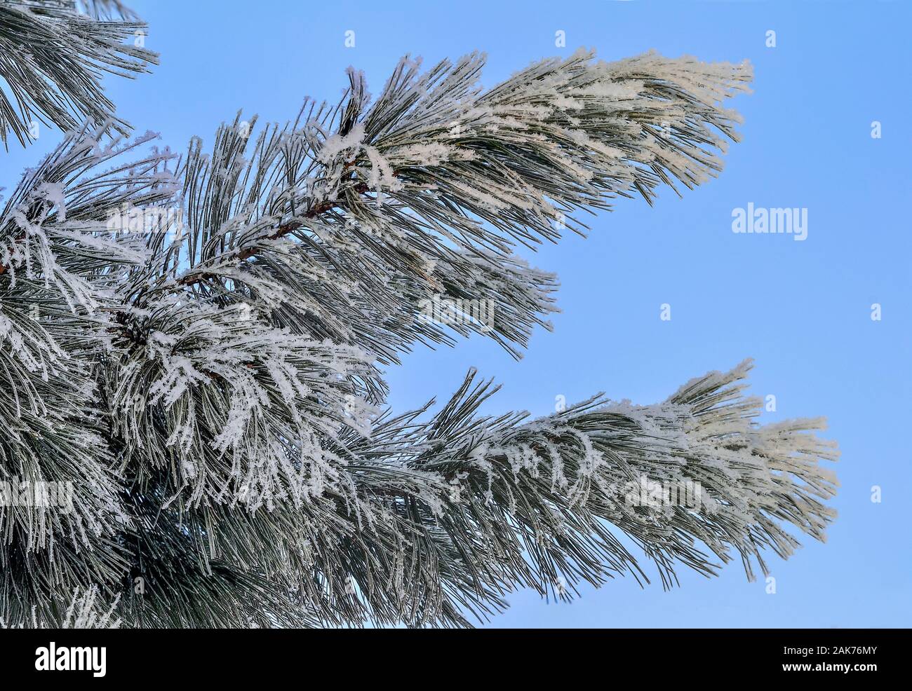 Weißer Schnee und Raureif auf Pine Tree Branch in der Nähe auf und blauer Himmel. Grüne Nadeln von Koniferen Baum mit Rauhreif im Sunshine abgedeckt. Detail o Stockfoto