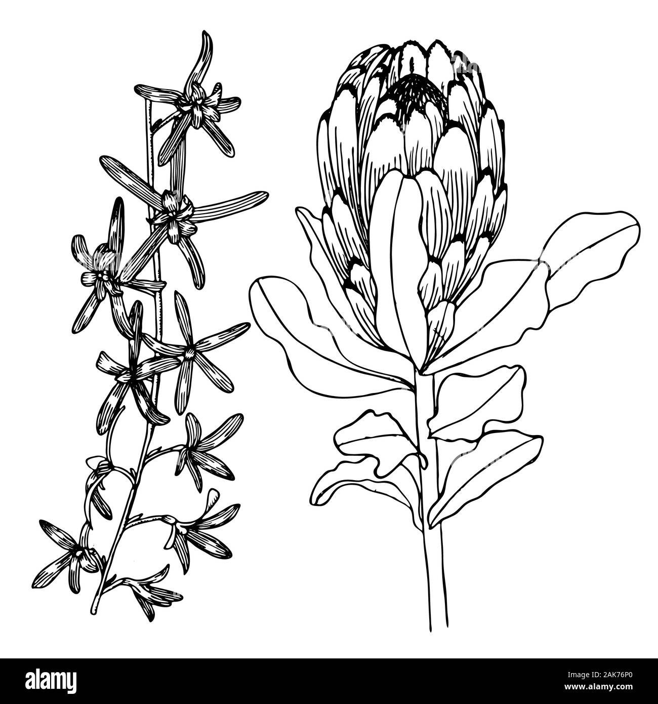 Protea. Pretea. Hand gezeichnet. Botanische Illustration Stockfoto