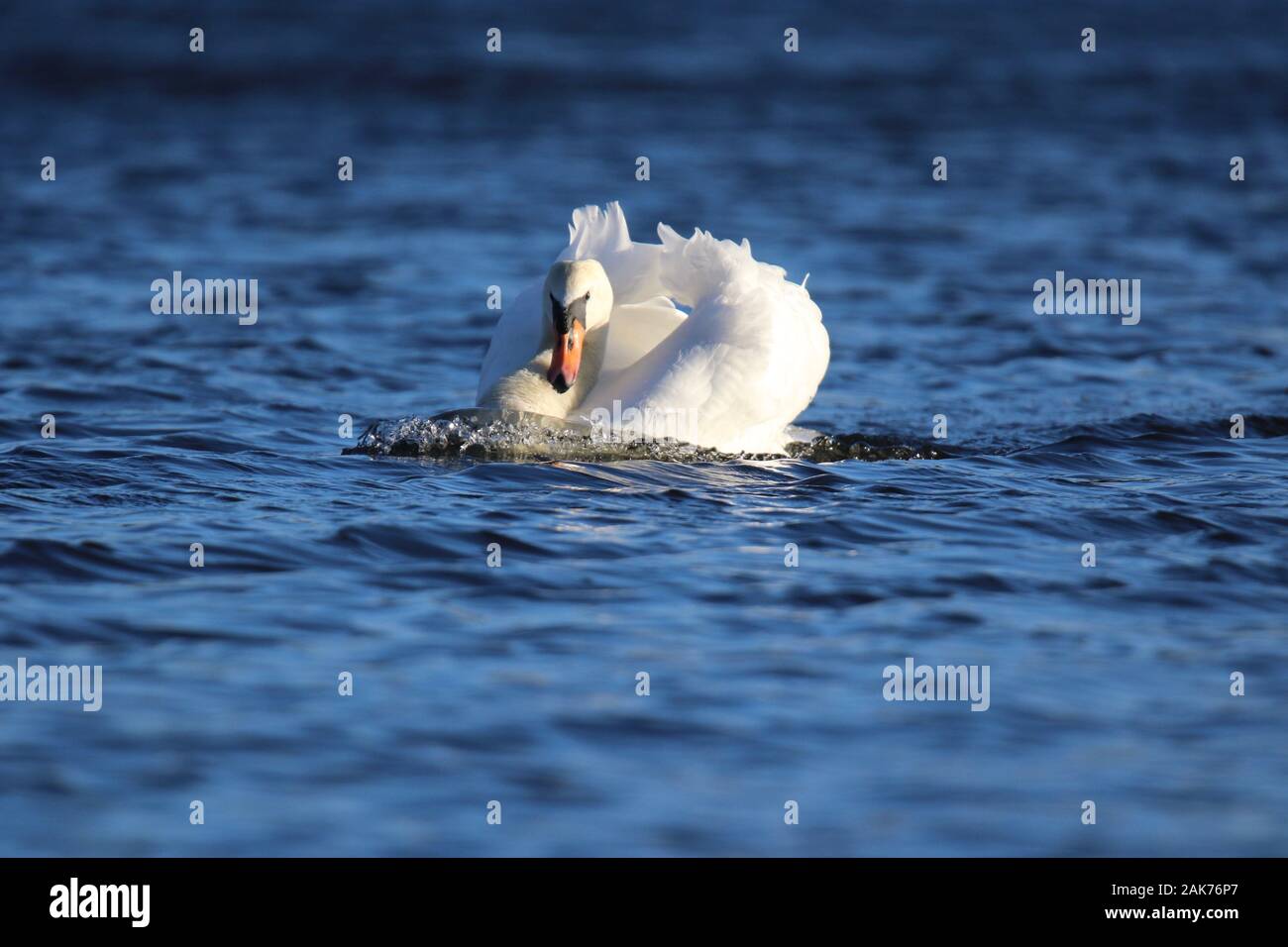 Ein zorniger Schwan in Bedrohung Körperhaltung jagt andere Schwäne aus einem See im Winter Stockfoto