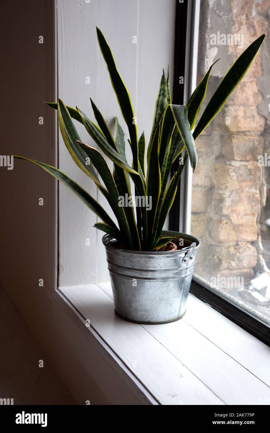 Moderne Zimmerpflanze Sansevieria trifasciate in einem verzinkten Schaufel gegen das große Fenster in einem weißen Raum. Langen Blatt dracaenaceae für Hintergrund. Stockfoto