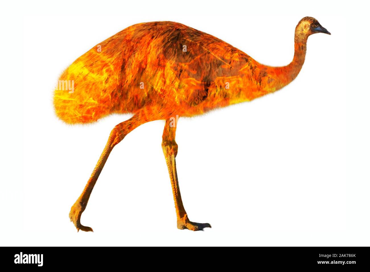 Zusammensetzung über die wwu Tierwelt in der Buschbrände in Australien im Jahr 2020. Die wwu mit Feuer auf weißem Hintergrund. Dromaius novaehollandiae Arten. Stockfoto
