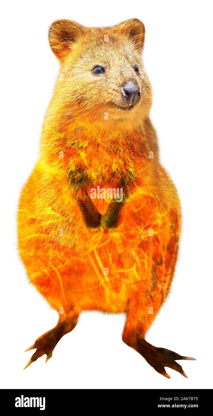 Zusammensetzung über Quokka Tierwelt in der Buschbrände in Australien im Jahr 2020. Quokka mit Feuer auf weißem Hintergrund. Die quokka ist ein australischer Stockfoto