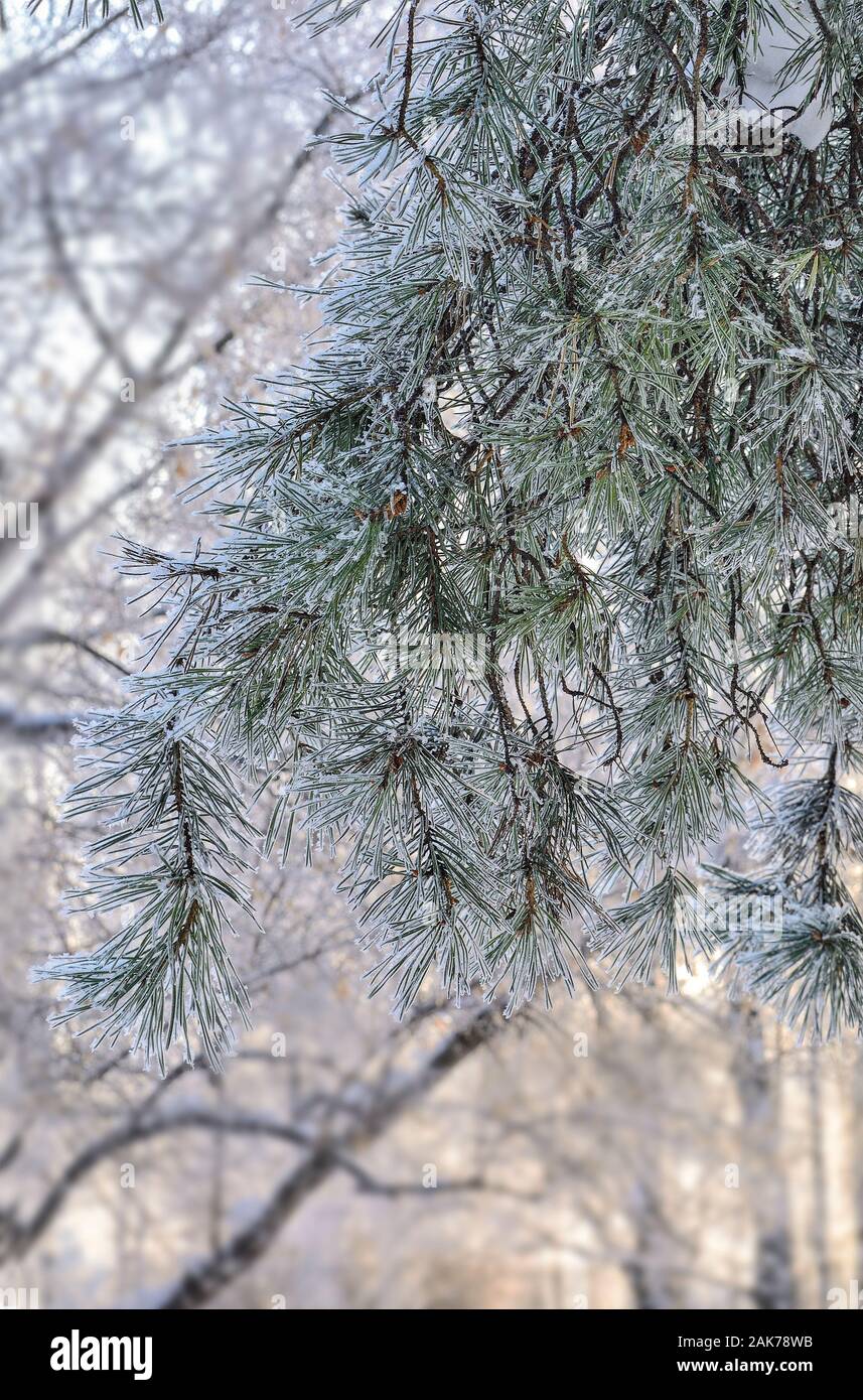 Weißer Schnee und Raureif auf Pine Tree Filialen schliessen auf unscharfen sonnige Winter Wald Hintergrund. Grüne Nadeln von Koniferen Baum mit Rauhreif bedeckt Stockfoto