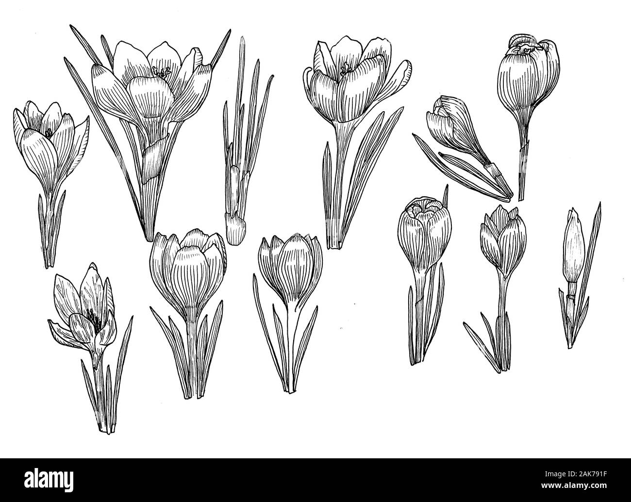 Crocus isoliert. Hand gezeichnet. Stockfoto