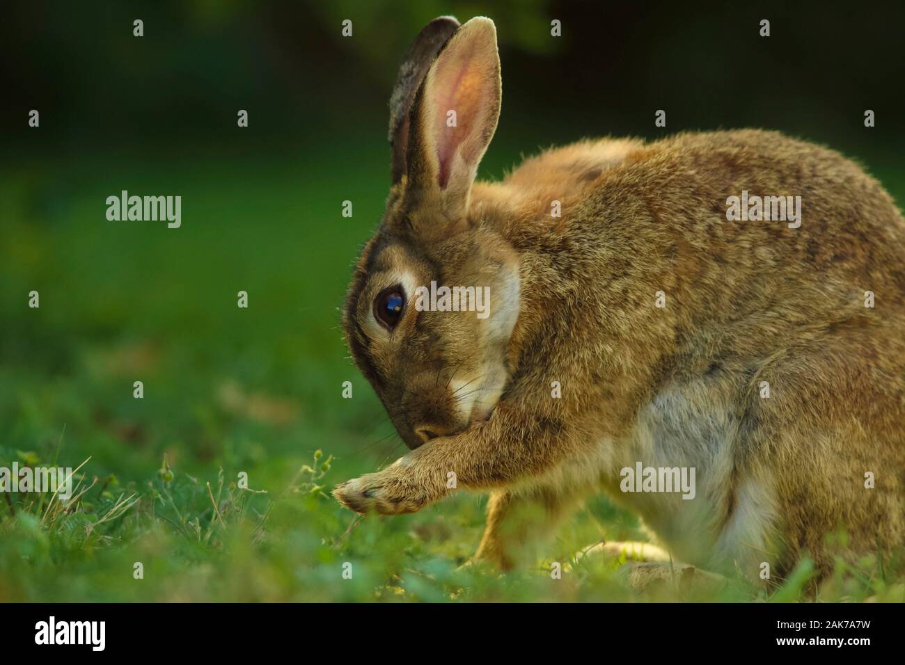 Wilde Kaninchen Pflege und Reinigung ihr Fell Stockfoto