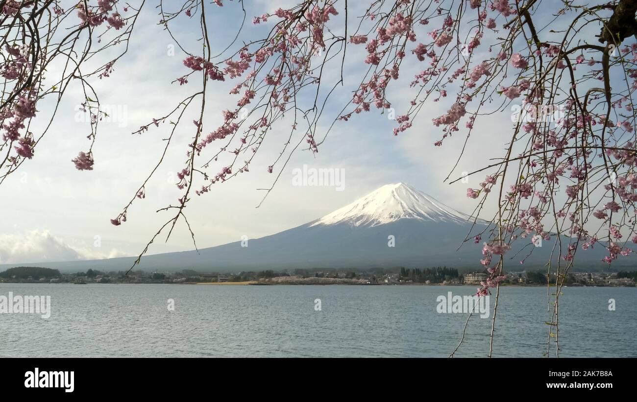 Wind bewegt sich Niederlassungen von Sakura am Mt. Fuji in kawaguchiko Japan Stockfoto