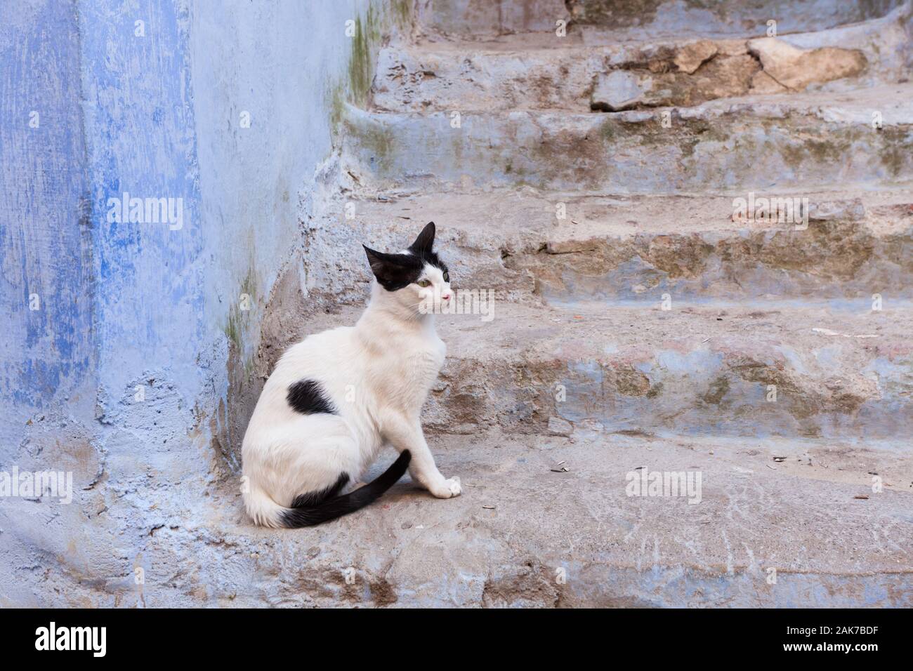 Schwarz-weiße Katze auf einem Schritt in der Medina von Chefchaouen (auch Chaouen genannt), Marokko Stockfoto