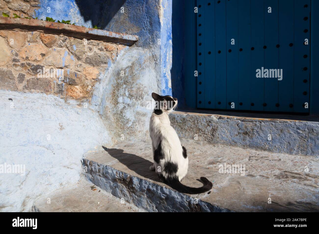 Schwarze und weiße Katze, die vor der Haustür vor der blauen Tür in der Medina von Chefchaouen (auch bekannt als Chaouen), Marokko, sitzt Stockfoto