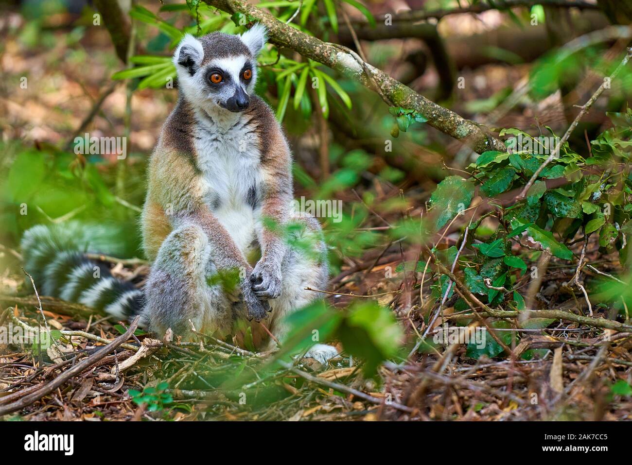 Lemur und Meerkatze Stockfoto