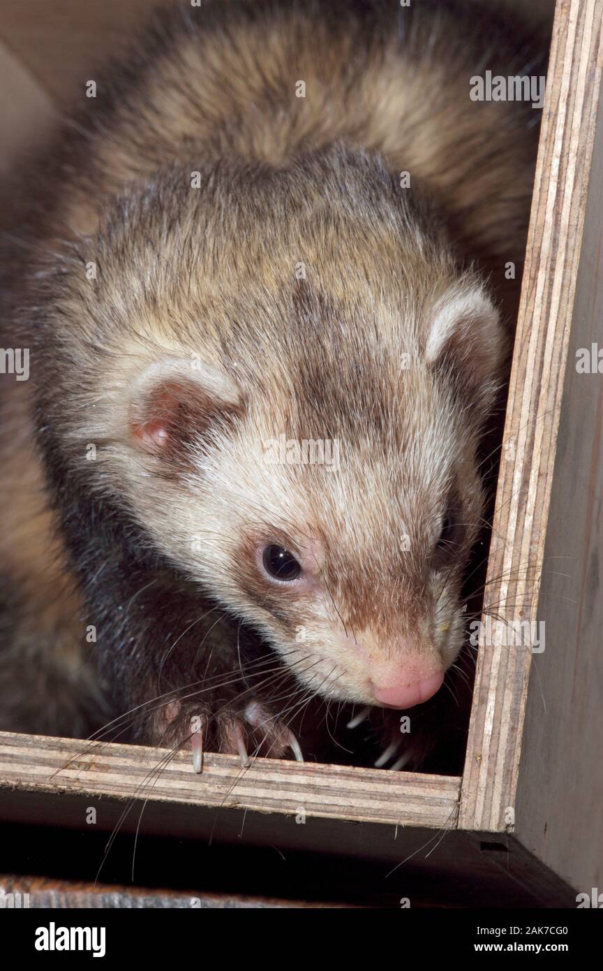 Frettchen frettchen Mustela putorius furo inländischen Stockfoto