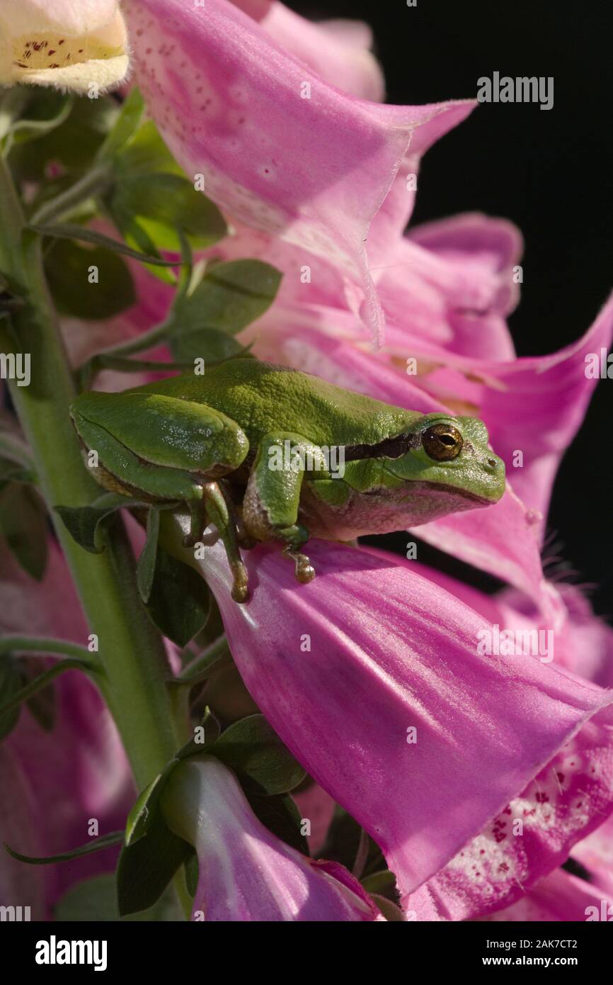 Laubfrosch (Hyla arborea). Unter den Blumen von Fingerhut (Digitalis purpurea). Stockfoto
