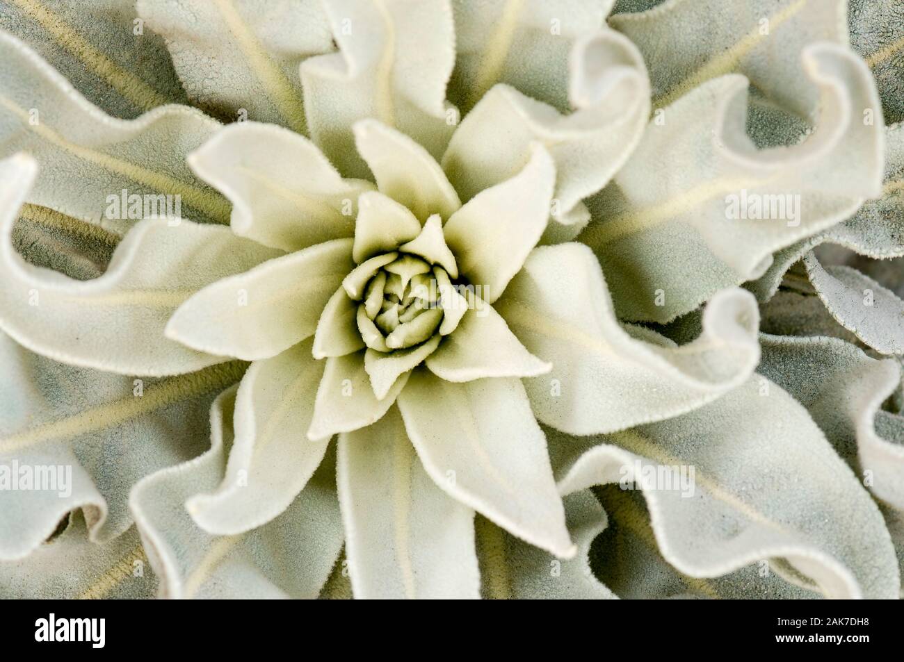 Mediterrane wüste Pflanzen blühen in ein Array von weichen Fuzzy grün-graue Blätter Stockfoto