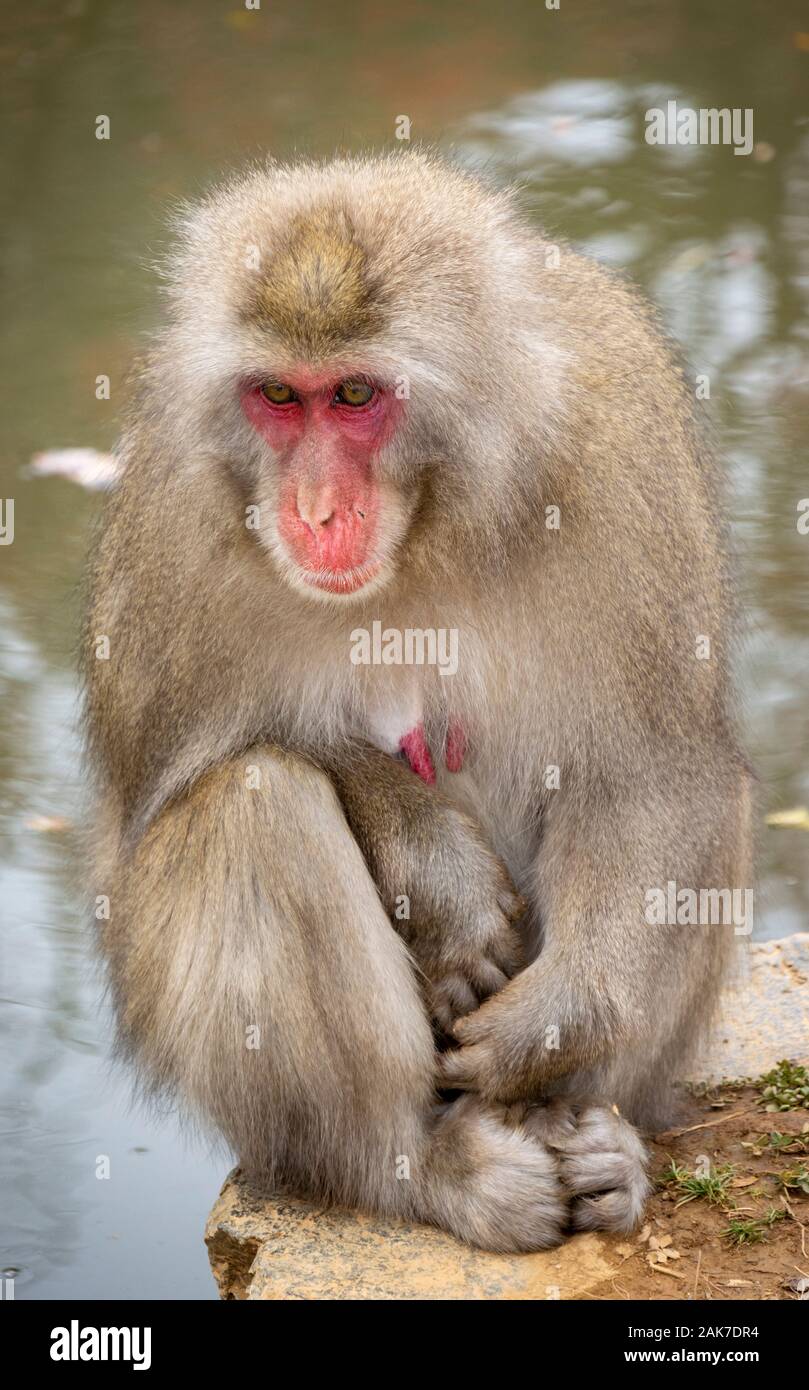 Japanische macaque Affen in Iwatayama Monkey Park Arashiyama, Kyoto, Japan Stockfoto