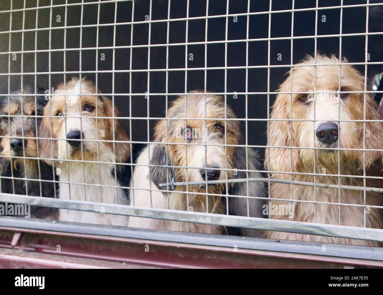 Pack von Jagdhunde in Anhänger, Wales Stockfoto