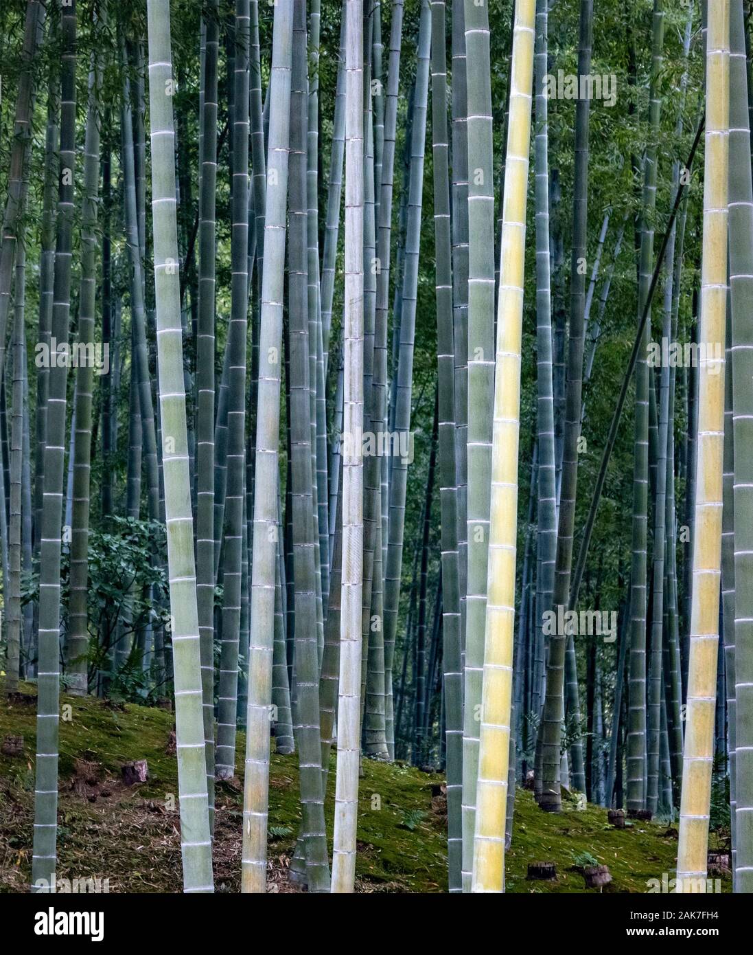Garten mit Bambus Wald, ursprünglich von Musō Soseki, der Tenryū-ji Zen-buddhistischen Tempel, Kyoto, Japan Stockfoto