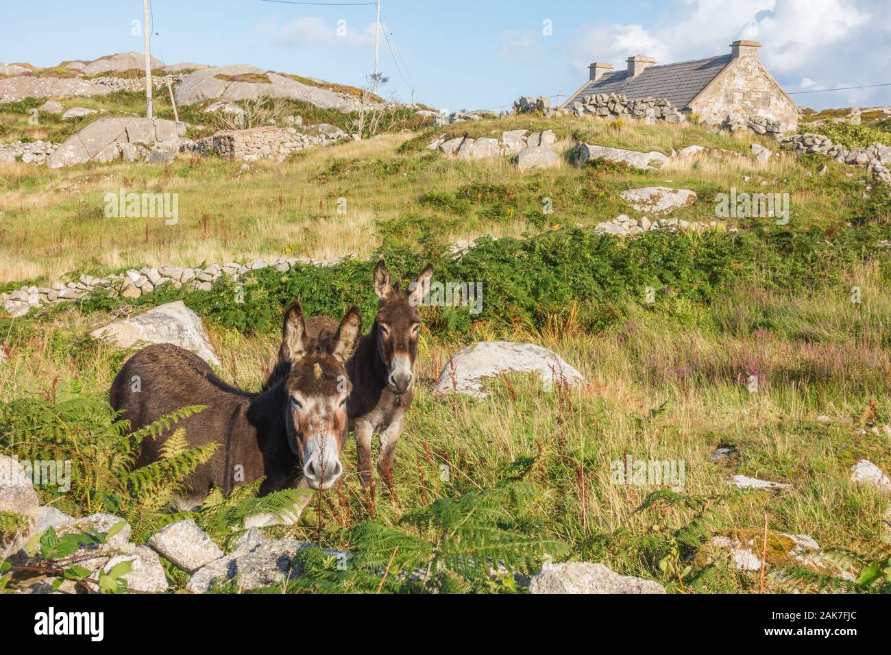Irlands Landschaft Landschaft Stockfoto