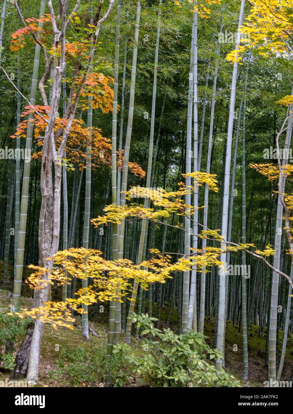Garten Bäume und Bambus Wald mit Herbstfarben, ursprünglich erstellt von Musō Soseki, der Tenryū-ji Zen-buddhistischen Tempel, Kyoto, Japan Stockfoto