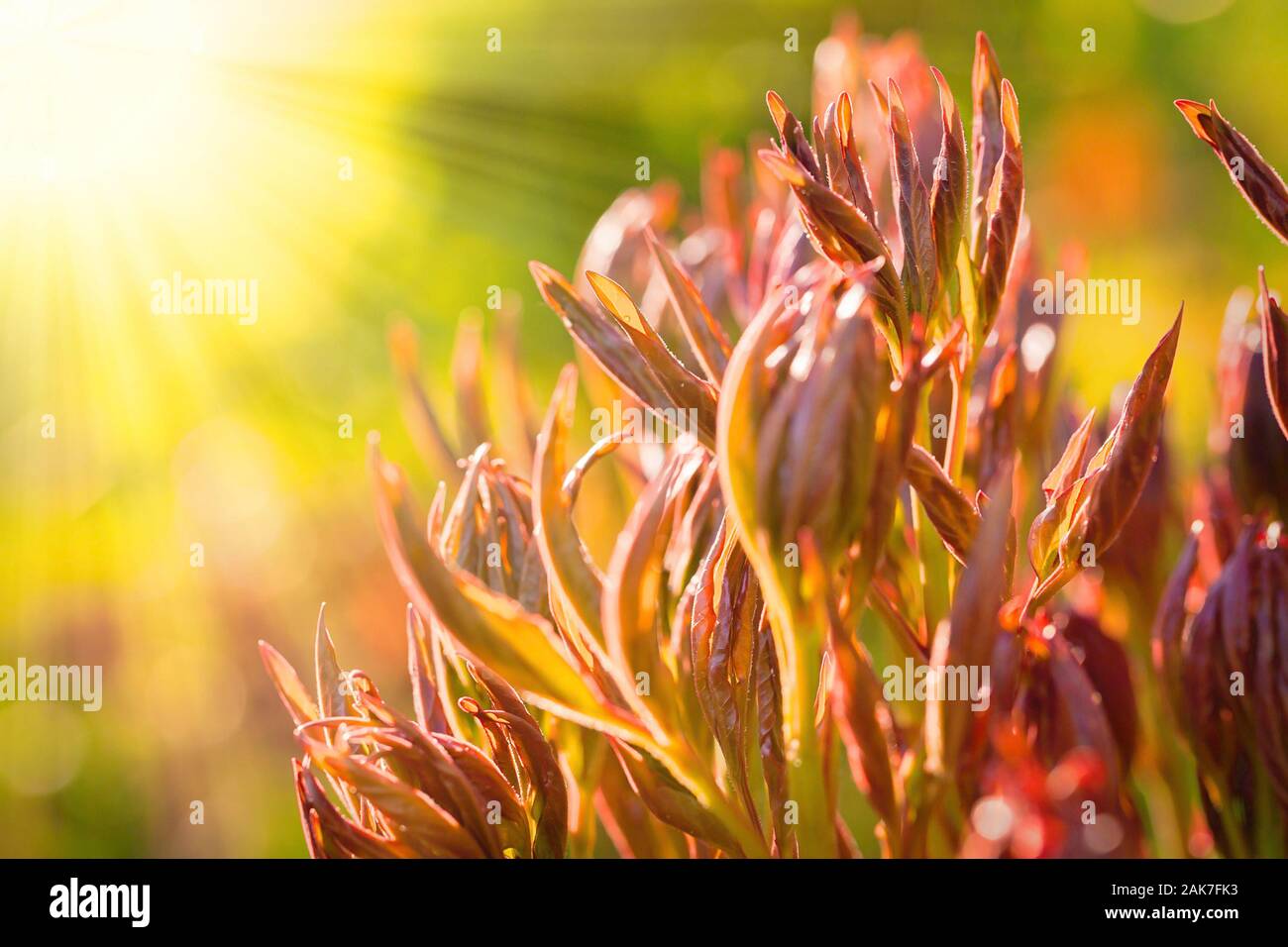 Junge Pfingstrosen schießt im frühen Frühjahr, Copyspace links Stockfoto