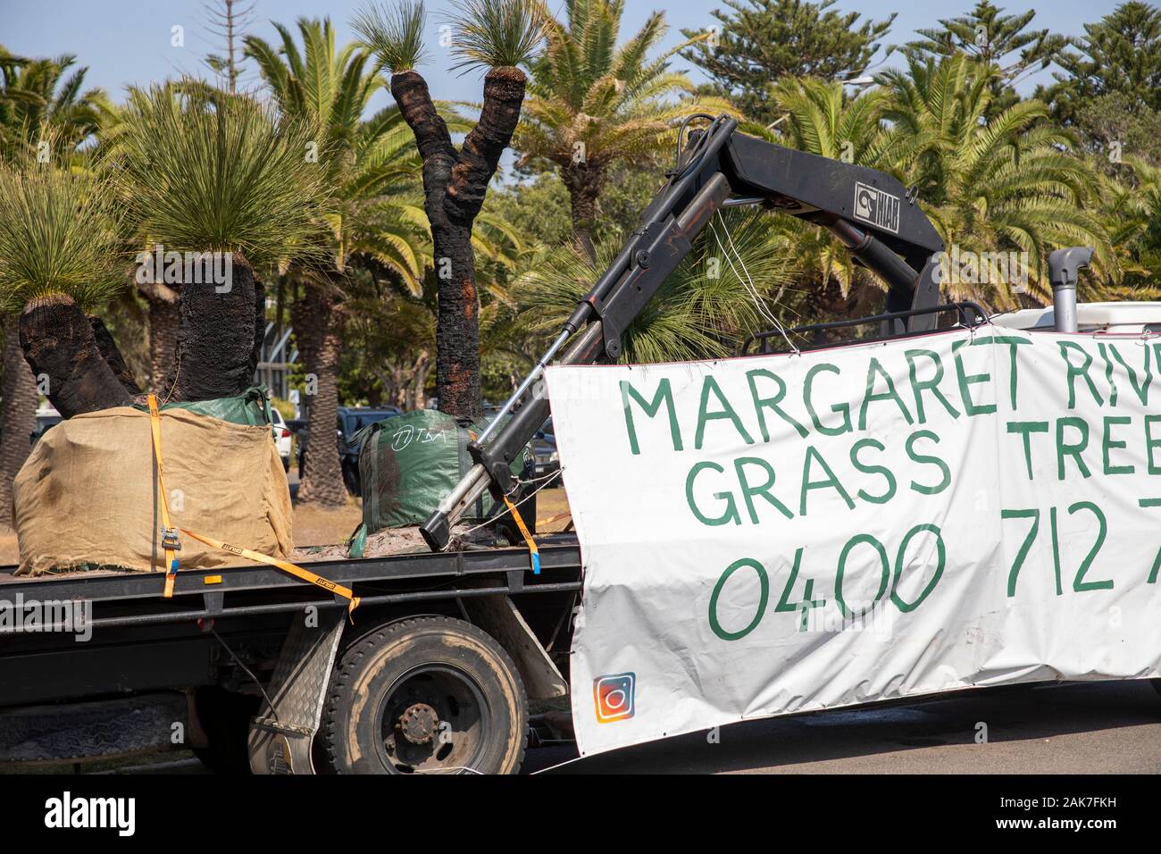 Margaret River gras bäume Xanthorrhoea australis bekannt als Blackboys für Verkauf auf einem Lkw in Sydney, Australien geparkt Stockfoto