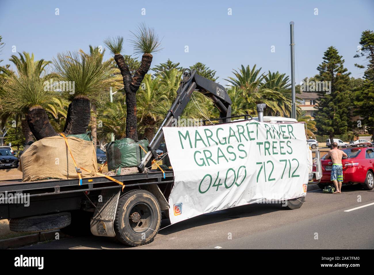 Margaret River gras bäume Xanthorrhoea australis bekannt als Blackboys für Verkauf auf einem Lkw in Sydney, Australien geparkt Stockfoto