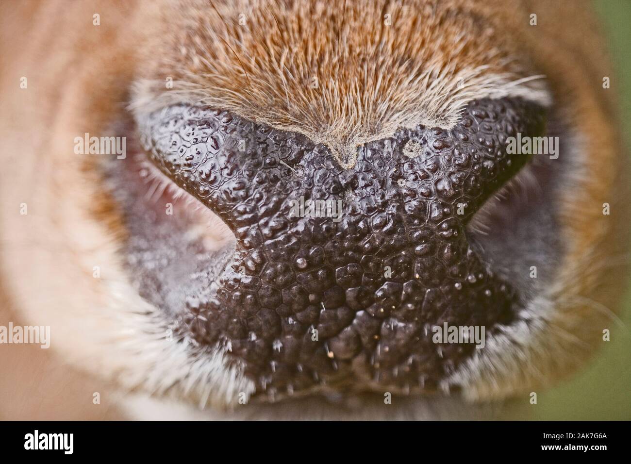 RED DEER (Cervus elaphus) Nase und nasenlöcher von einem Hirsch, oder männlich. Stockfoto