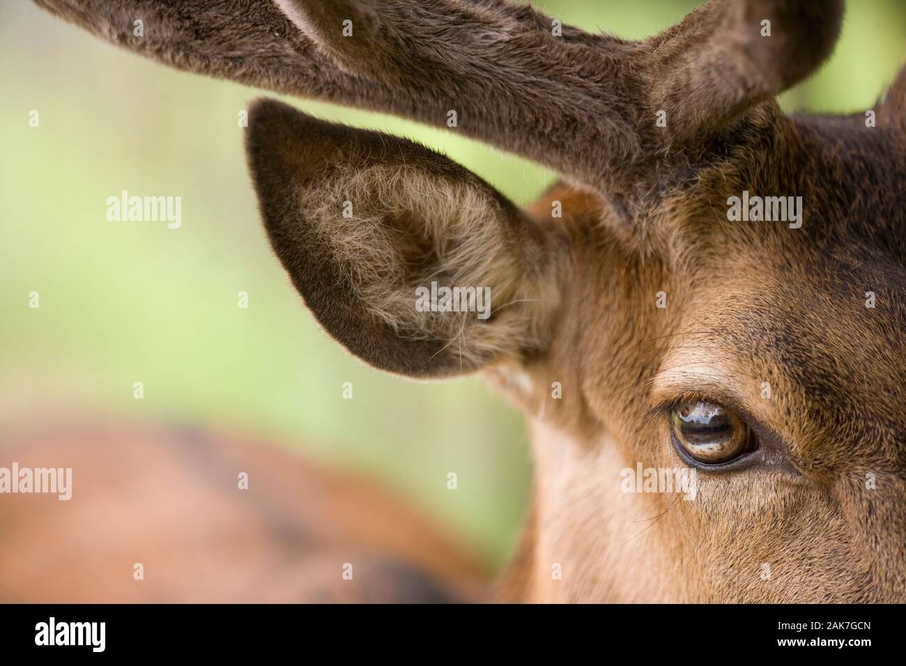 RED DEER (Cervus elaphus) Ohr und Auge von einem Hirsch oder männlich. Re-gewachsen Geweih noch "in Velvet' August. Stockfoto