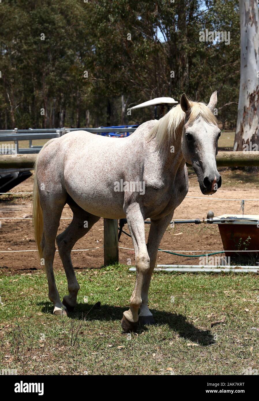 Eine schöne, weiße Hengst mit Punkten, stellt in einem Farbbild. Seine stolze Haltung mit einem Bein gebogen angezeigt sein Pedigree und Gnade. Stockfoto