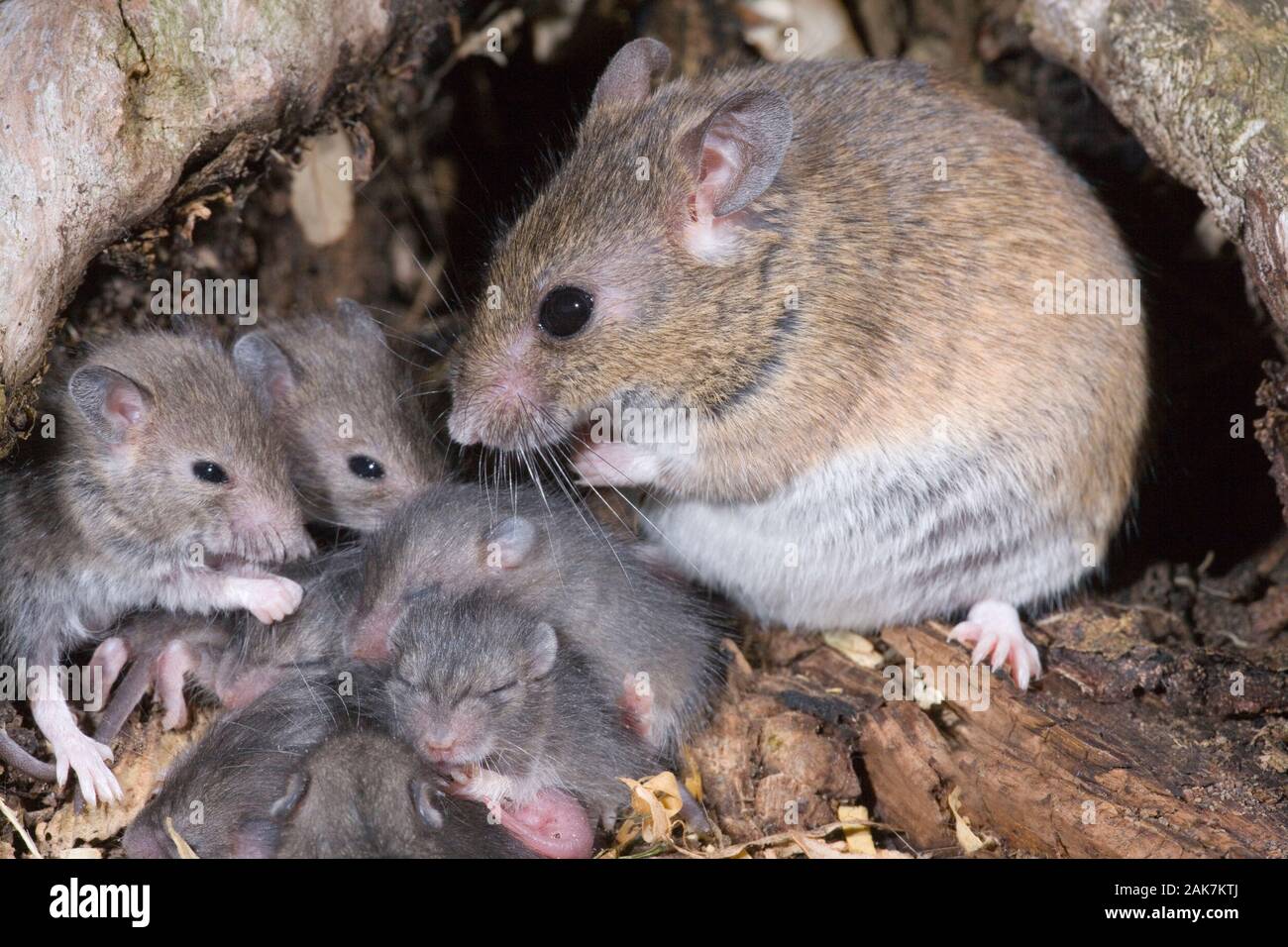 MULTIMAMMATE MAUS oder Afrikanische Weiche-furrote Ratte Praomys (Mastomys) natalensis. Frauen, die auf die Geburt in der Gruppe warten, nisten mit drei anderen, nicht gezeigt. Stockfoto