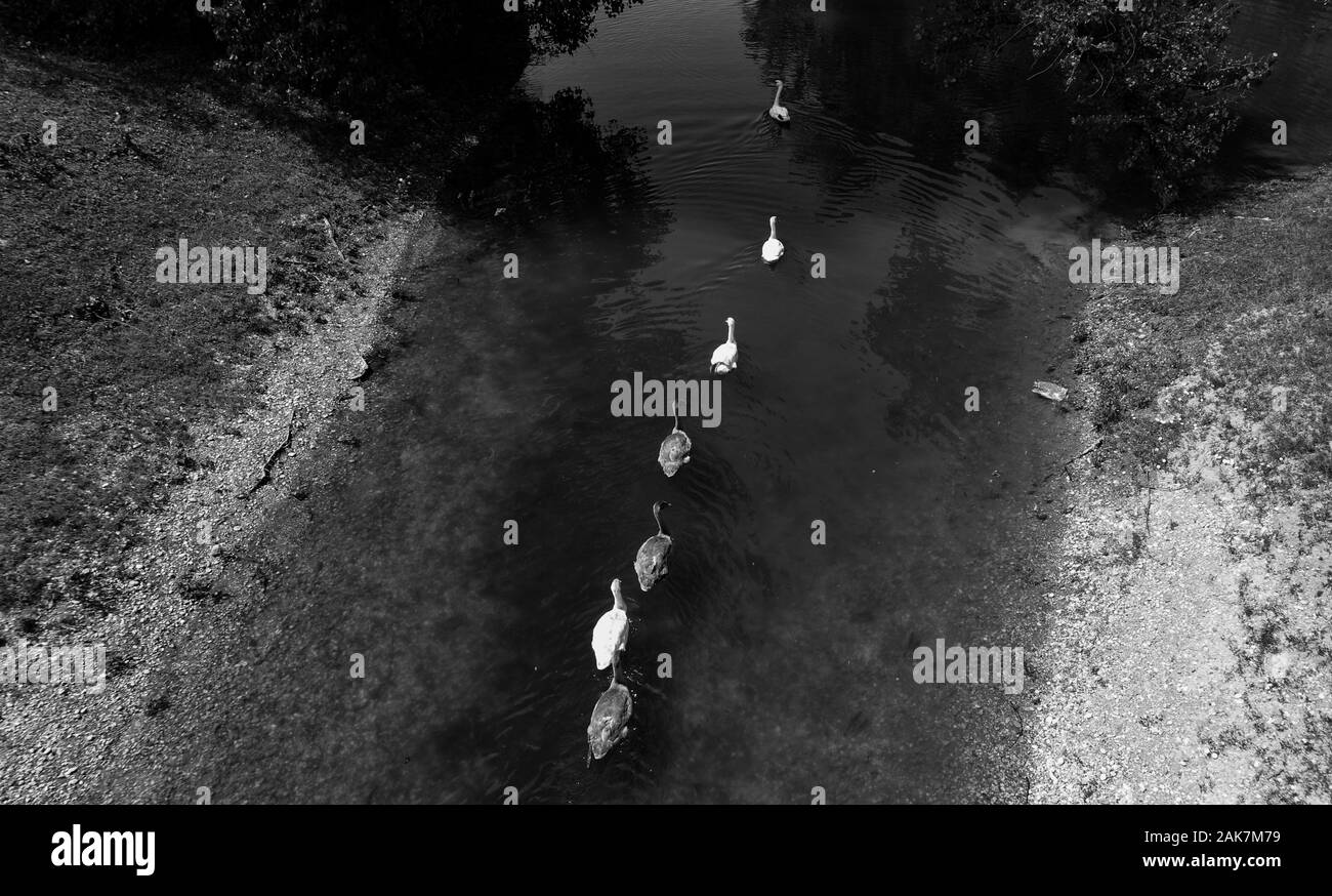 Schwanenfamilie auf dem Bundessee, Zagreb Stockfoto