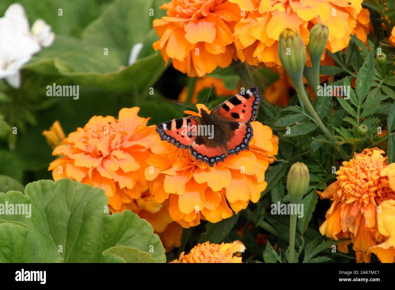 Kleiner Fuchs Schmetterling - Nymphalis urticae - Charlecote Park, Warwickshire, Großbritannien Stockfoto