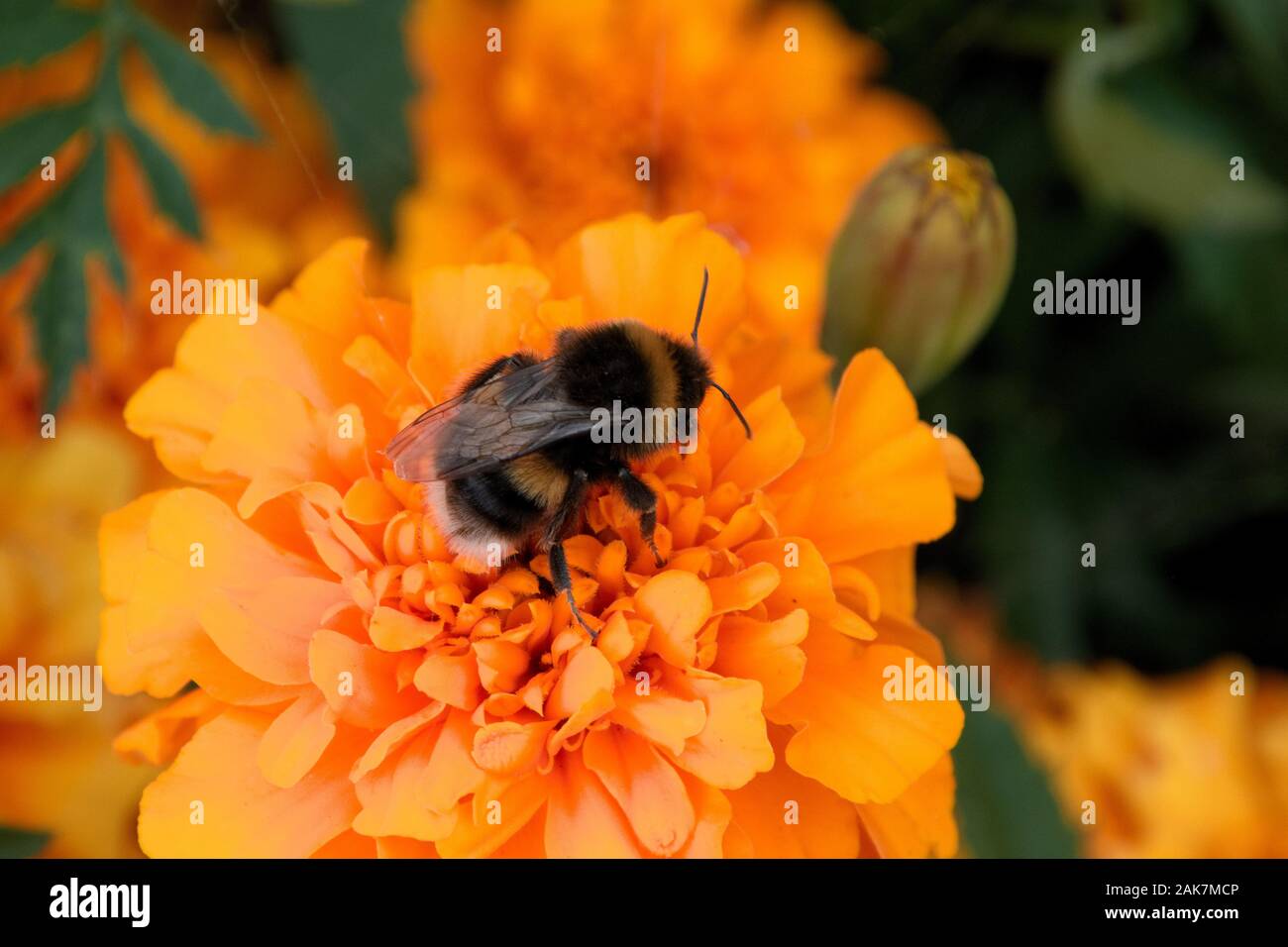 White-tailed Bumblebee - Bombus lucorum-Charlecote Park, Warwickshire, Großbritannien Stockfoto