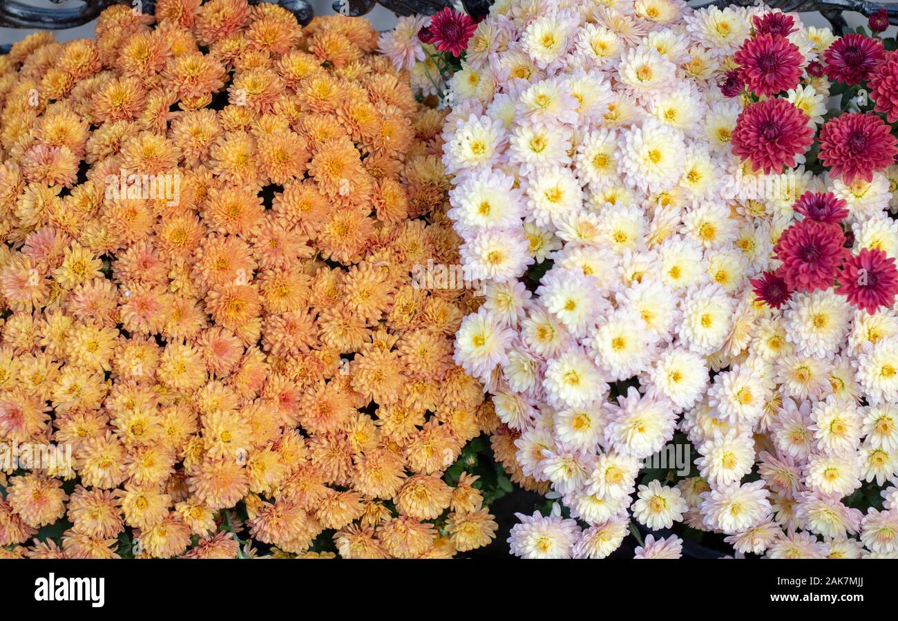 Dahlia pinnata Blumen in vielen Farben in einem Bild. Sie haben unterschiedliche Farben. Das Foto wurde in einem Blumenmarkt. Stockfoto