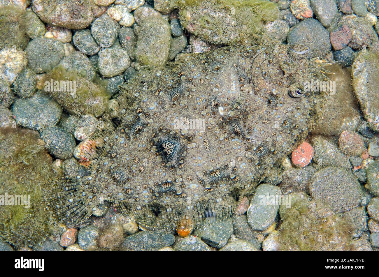 Panther Flunder Bothus pantherinus, Bothidae, Familie, Kiesel, Sedam Tauchplatz, Amed, Bali, Indonesien, Indischer Ozean Stockfoto