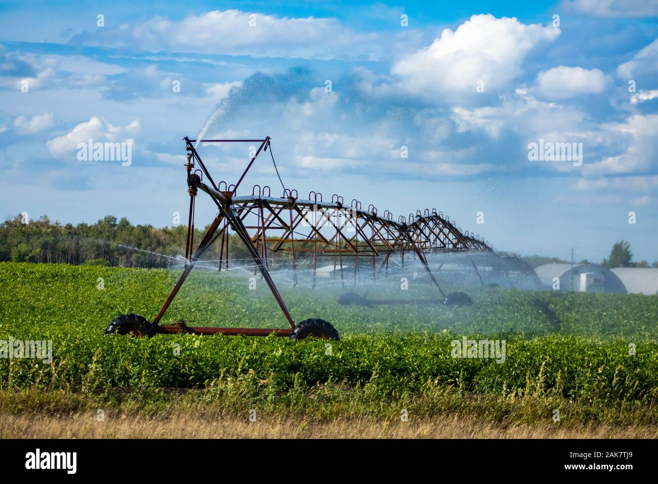 Automatisierte crop management mithilfe einer linearen Bewässerungssystem junge Pflanzen auf einem großen Bauernhof zu Wasser, deckenmontierten Rohrleitungen mit rotierenden Sprinkler Stockfoto