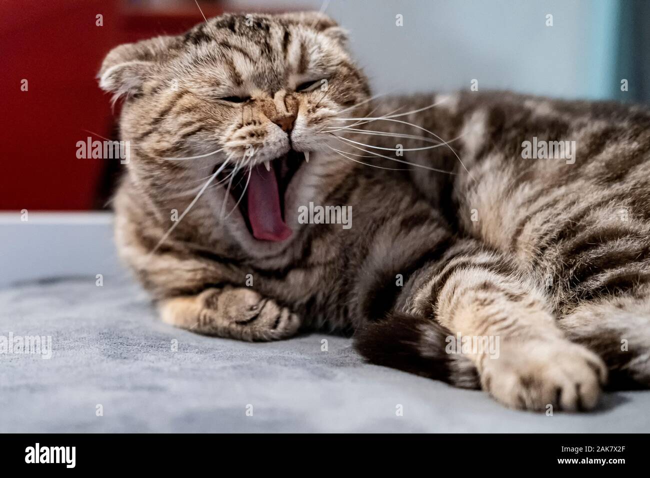 Faul, Sleepy Cat Scottish Fold gähnt mit weit offenem Mund mit heraus haften Reißzähne, liegend auf einem weichen Sofa. Stockfoto