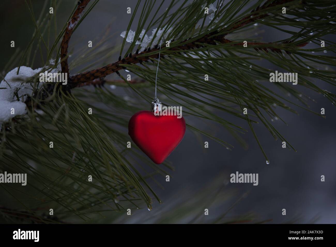 Rote herzförmige Christmas Ornament auf dem Zweig eines Schnee und Wassertropfen bedeckt Pine Tree Branch Stockfoto